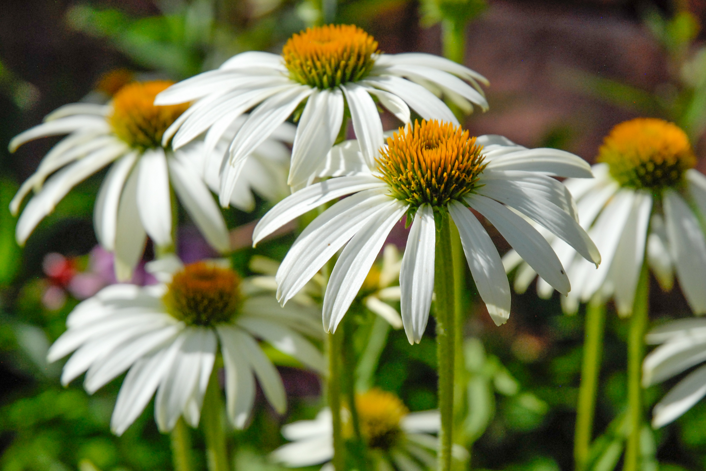 White Coneflower